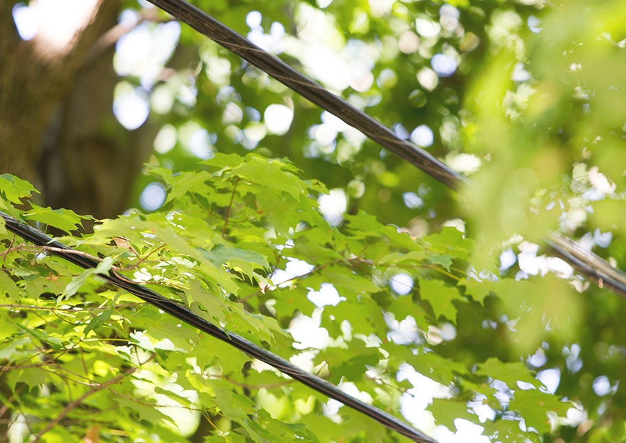close up of tree branches and leaves over electric wire