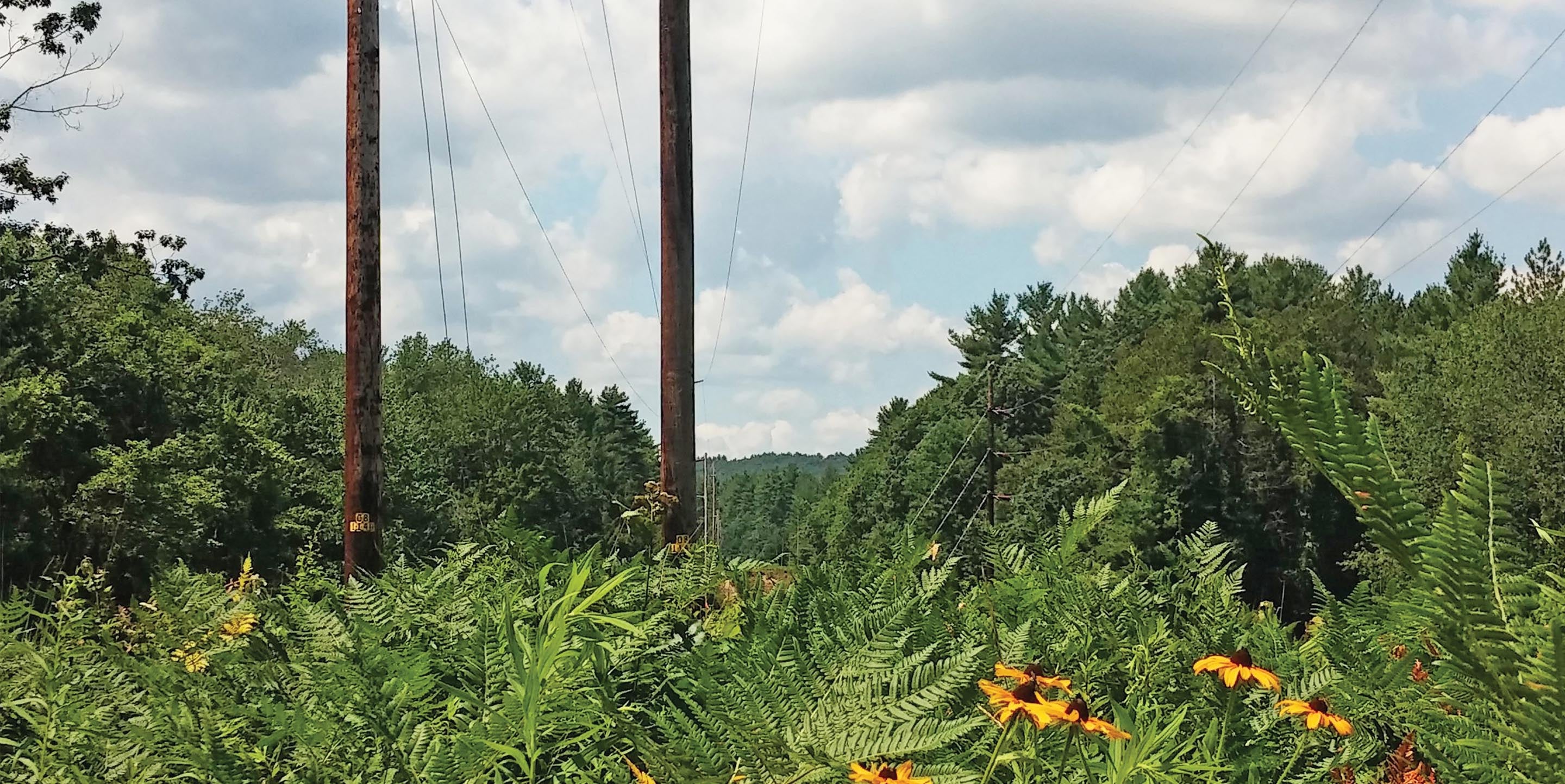 right-of-way scene with flowers