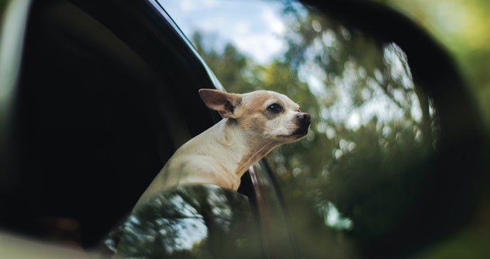 dog in ev