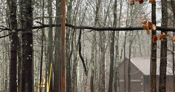 tree on wires