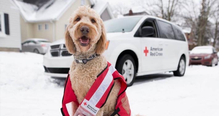 dog sits in snow with Red Cross emergency vest on