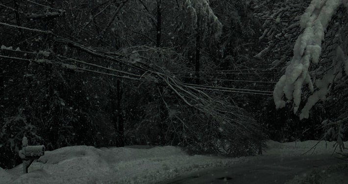 snow on trees