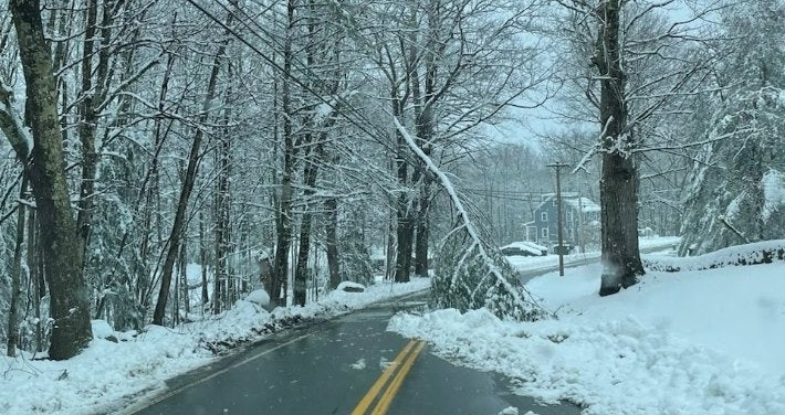 Tree down on snowy road