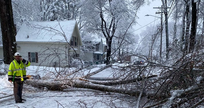 tree down next to worker