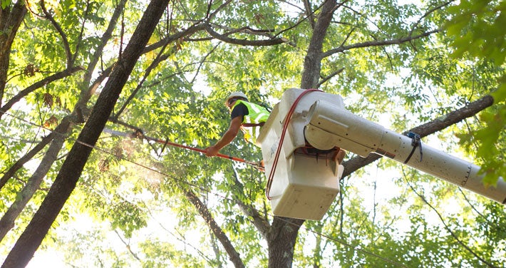 tree trimming