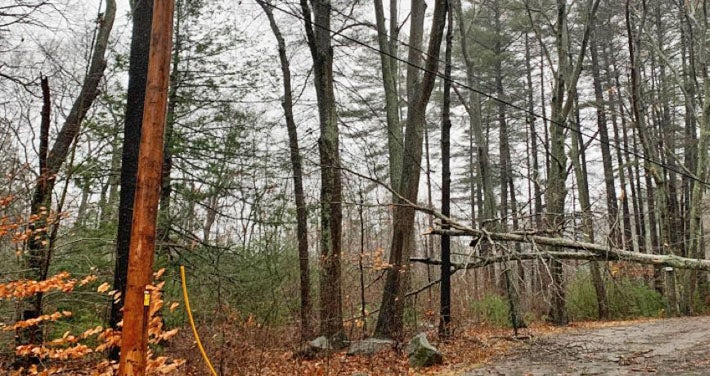 fallen tree covers street with downed wires