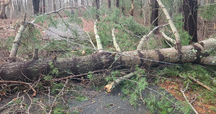 fallen tree covers street with downed wires