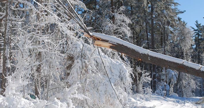 large tree on power line with backdrop of snow covered trees and road