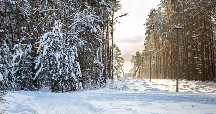 snow covered trees with powerlines in clearing