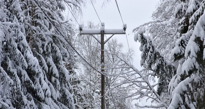 snow covers powerlines running through a forest clearing