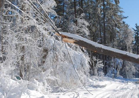 large tree on power line with backdrop of snow covered trees and road