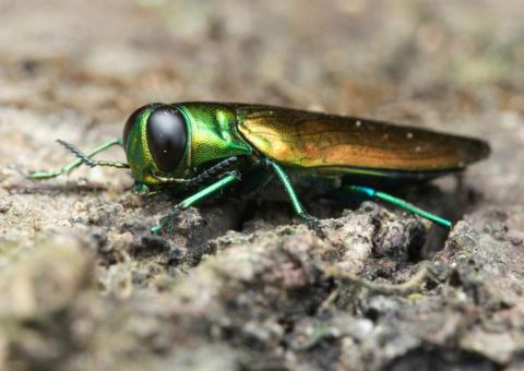 emerald ash borer