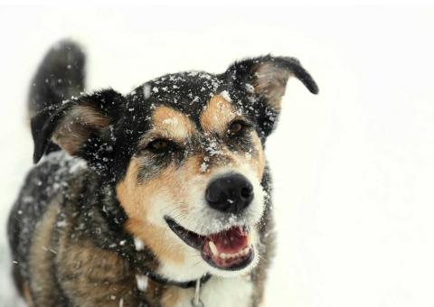 A dog in snow