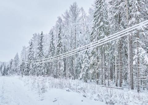 snow covers powerlines running through a forest clearing