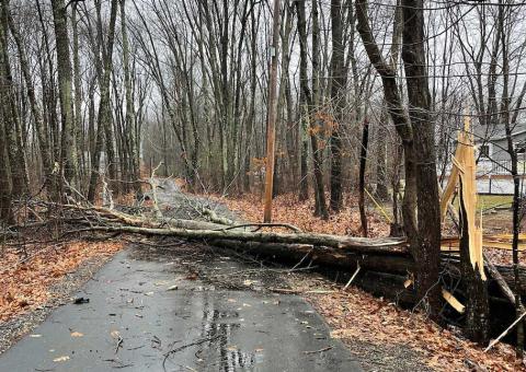 Tree down