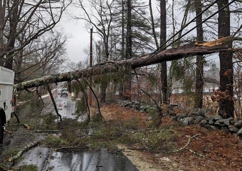 fallen tree covers road with downed power lines