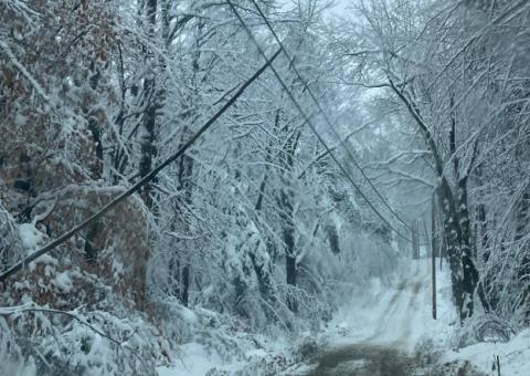 trees heavy with snow