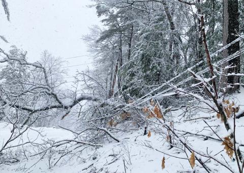 snow covered branch falls on power line