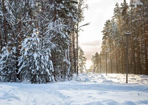 snow covered trees with powerlines in clearing