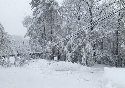 tree pulling powerline down covered with snow